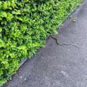 ヒメ日記 2025/09/05 13:31 投稿 ゆきこ 熟女の風俗最終章 宇都宮店