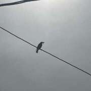 ヒメ日記 2025/05/29 07:41 投稿 らん Felice(フェリス)