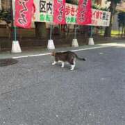 ヒメ日記 2025/08/02 07:50 投稿 らん Felice(フェリス)