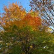 ヒメ日記 2025/11/27 10:32 投稿 らん Felice(フェリス)