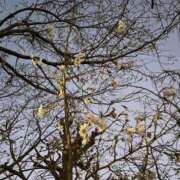 ヒメ日記 2025/11/29 07:48 投稿 らん Felice(フェリス)