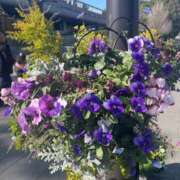 ヒメ日記 2026/01/17 12:16 投稿 らん Felice(フェリス)