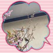 ヒメ日記 2026/03/22 07:54 投稿 らん Felice(フェリス)