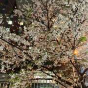 ヒメ日記 2026/04/02 20:45 投稿 らん Felice(フェリス)