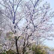 ヒメ日記 2025/04/05 16:45 投稿 みさと 奥様の実話 梅田店