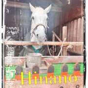 ヒメ日記 2026/02/03 05:35 投稿 ひなの 谷町人妻ゴールデン倶楽部