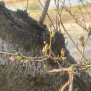 ヒメ日記 2025/03/27 08:01 投稿 あい ミラー