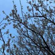 ヒメ日記 2025/03/12 07:15 投稿 小林 えり 30代40代50代と遊ぶなら博多人妻専科24時