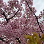 ヒメ日記 2025/03/18 07:15 投稿 小林 えり 30代40代50代と遊ぶなら博多人妻専科24時