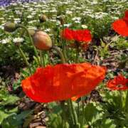 ヒメ日記 2025/03/23 07:15 投稿 小林 えり 30代40代50代と遊ぶなら博多人妻専科24時