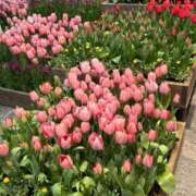 ヒメ日記 2025/03/23 09:30 投稿 小林 えり 30代40代50代と遊ぶなら博多人妻専科24時