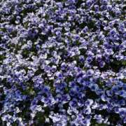 ヒメ日記 2025/03/24 07:15 投稿 小林 えり 30代40代50代と遊ぶなら博多人妻専科24時