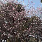 ヒメ日記 2025/03/25 07:15 投稿 小林 えり 30代40代50代と遊ぶなら博多人妻専科24時