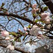 ヒメ日記 2025/03/25 09:30 投稿 小林 えり 30代40代50代と遊ぶなら博多人妻専科24時