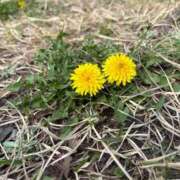 ヒメ日記 2025/03/26 17:30 投稿 小林 えり 30代40代50代と遊ぶなら博多人妻専科24時