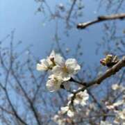 ヒメ日記 2025/03/31 07:15 投稿 小林 えり 30代40代50代と遊ぶなら博多人妻専科24時