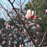 ヒメ日記 2025/04/01 07:15 投稿 小林 えり 30代40代50代と遊ぶなら博多人妻専科24時