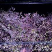 ヒメ日記 2025/04/08 07:15 投稿 小林 えり 30代40代50代と遊ぶなら博多人妻専科24時