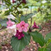 ヒメ日記 2025/05/09 07:15 投稿 小林 えり 30代40代50代と遊ぶなら博多人妻専科24時