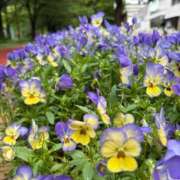 ヒメ日記 2025/05/14 07:15 投稿 小林 えり 30代40代50代と遊ぶなら博多人妻専科24時