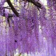 ヒメ日記 2025/05/21 07:15 投稿 小林 えり 30代40代50代と遊ぶなら博多人妻専科24時