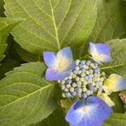 ヒメ日記 2025/06/11 07:15 投稿 小林 えり 30代40代50代と遊ぶなら博多人妻専科24時