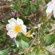 ヒメ日記 2025/11/12 07:15 投稿 小林 えり 30代40代50代と遊ぶなら博多人妻専科24時