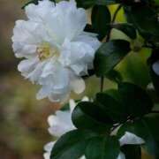 ヒメ日記 2025/11/15 07:15 投稿 小林 えり 30代40代50代と遊ぶなら博多人妻専科24時