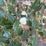 ヒメ日記 2026/01/29 07:19 投稿 小林 えり 30代40代50代と遊ぶなら博多人妻専科24時