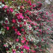 ヒメ日記 2026/02/06 07:22 投稿 小林 えり 30代40代50代と遊ぶなら博多人妻専科24時