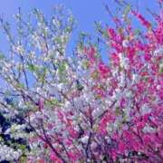 ヒメ日記 2026/03/01 07:19 投稿 小林 えり 30代40代50代と遊ぶなら博多人妻専科24時