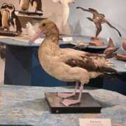 ヒメ日記 2025/02/18 19:04 投稿 あい かりんと五反田