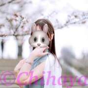 ヒメ日記 2025/04/08 11:01 投稿 ちはや ANNEX（アネックス）