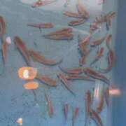 ヒメ日記 2025/08/01 01:32 投稿 ななこ 鶯谷デリヘル倶楽部