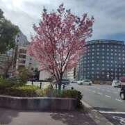 ヒメ日記 2025/03/31 19:10 投稿 みか 尼妻（あまづま）