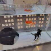 ヒメ日記 2025/08/06 19:01 投稿 みか 尼妻（あまづま）