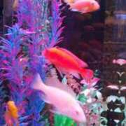 ヒメ日記 2025/02/16 22:35 投稿 ようこ 熟女の風俗最終章 池袋店