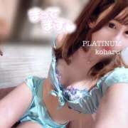 コハル ? PLATINUM
