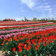 ななみ ななみ@昨日の休日 ぷるるん小町梅田店