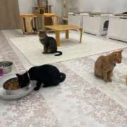 ヒメ日記 2025/10/19 11:43 投稿 ともえ 奥様はエンジェル　相模原店