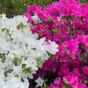 ヒメ日記 2025/04/28 07:03 投稿 吉野さくら HANABI(福富町)