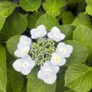 ヒメ日記 2025/06/30 12:31 投稿 みか 熟女の風俗最終章 蒲田店