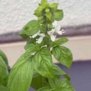 ヒメ日記 2025/07/16 09:50 投稿 みか 熟女の風俗最終章 蒲田店