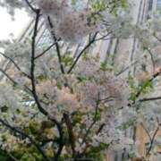 新田理華 吉原の桜は48種類あるんだよ、早咲きから遅咲きまで…… クラブ華