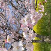 ヒメ日記 2026/03/31 22:48 投稿 桜井 池田マッサージ