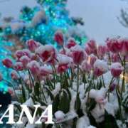 ヒメ日記 2025/01/08 11:22 投稿 ナナ プラチナ