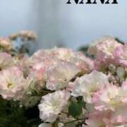 ヒメ日記 2025/01/31 10:29 投稿 ナナ プラチナ