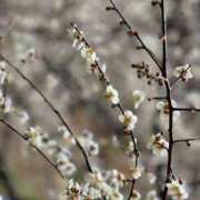 ヒメ日記 2025/02/17 11:19 投稿 ナナ プラチナ