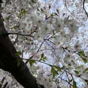 ヒメ日記 2025/04/10 11:52 投稿 ナナ プラチナ