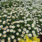 ヒメ日記 2025/07/11 11:42 投稿 ナナ プラチナ